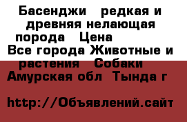 Басенджи - редкая и древняя нелающая порода › Цена ­ 50 000 - Все города Животные и растения » Собаки   . Амурская обл.,Тында г.